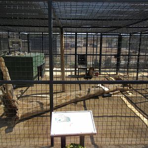 North Chinese Leopard Exhibit #3