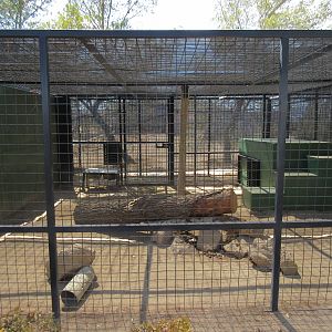 North Chinese Leopard Exhibit #4