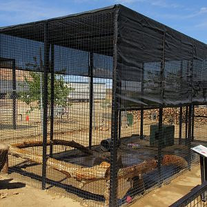 Jaguarundi Exhibit #1