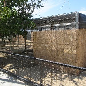 Jaguarundi Exhibit #2
