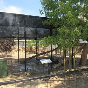 Bobcat Exhibit