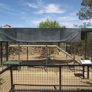 Geoffroy's Cat Exhibit