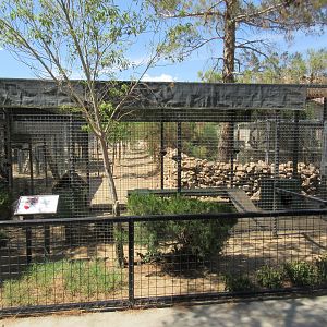 Margay Exhibit