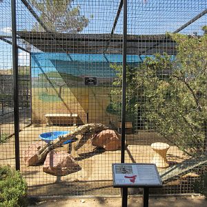 Serval Exhibit
