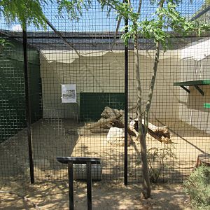 Canada Lynx Exhibit