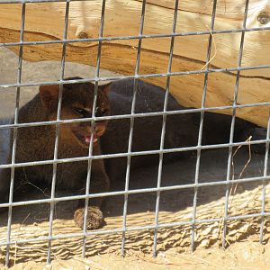 Jaguarundi Photo #1