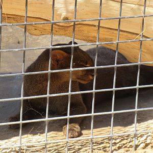 Jaguarundi Photo #2