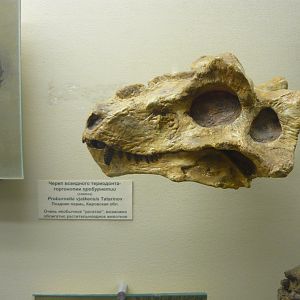 Proburnetia vjatkensis skull (cast)