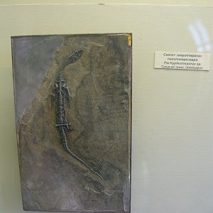 Pachypleurosaurus sp.