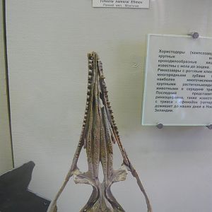 Tchoiria namsrai skull