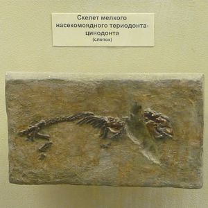 Small cynodont skeleton (cast)