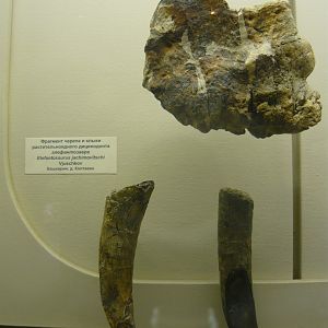 Elephantosaurus jachimovitschi skull fragment and tusks