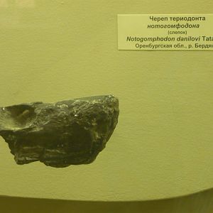 Notogomphodon danilovi skull (cast)