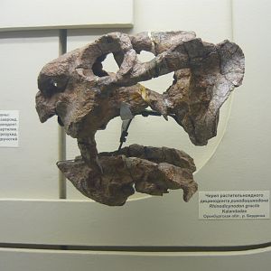 Rhinodicynodon gracile skull