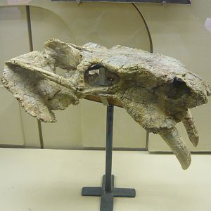 Rhadiodromus mariae skull