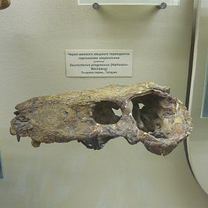 Sauroctonus progressus skull (cast)