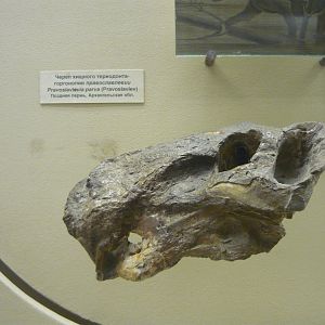 Pravoslavlevia parva skull