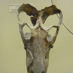 Annatherapsidus petri skull