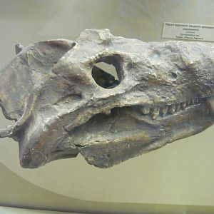 Cynognathus sp. skull (cast)
