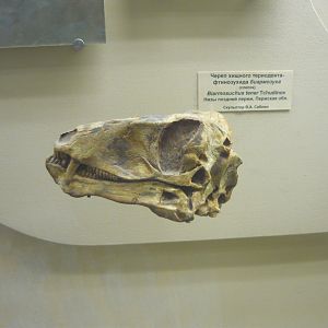 Juvenile Biarmosuchus tener skull (cast)