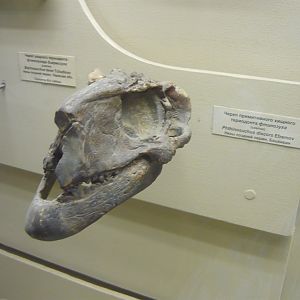 Phthinosuchus discors skull (cast)
