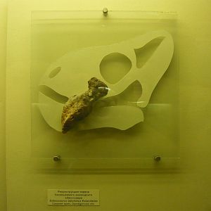 Edaxosaurus edentatus skull fragment