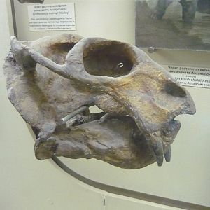 Dicynodon trautscholdi skull