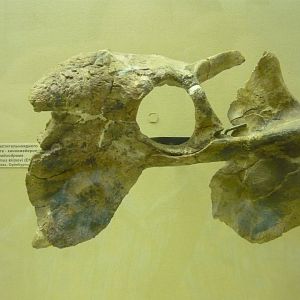 Rhadiodromus klimovi skull