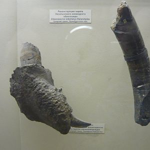 Kannemeyeroid tusks