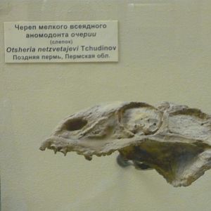 Otsheria netzvetajevi skull (cast)