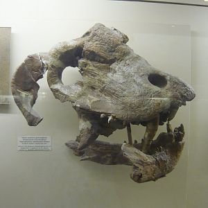 Titanophoneus adamanteus skull