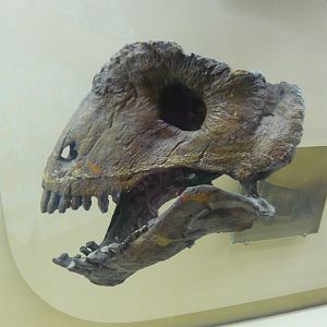 Ulemosaurus svijagensis skull