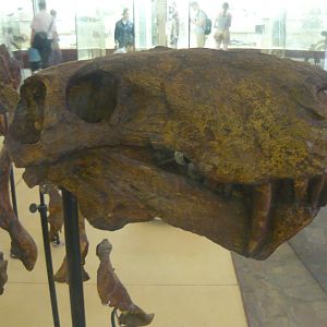 Inostrancevia alexandri skeleton