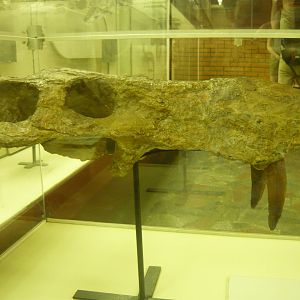 Inostrancevia alexandri skull