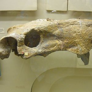 Inostrancevia latifrons skull