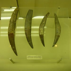 Inostrancevia canines