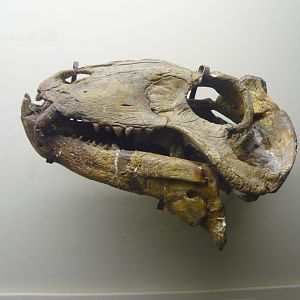 Syodon skull