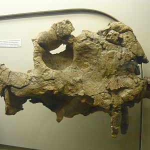 Deuterosaurus jubilaei skull