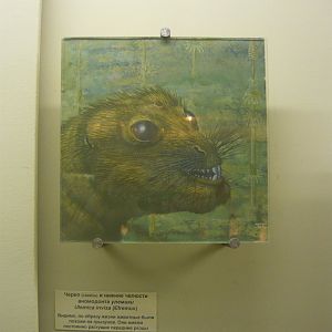 Ulemica invisa reconstruction