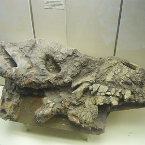 Ulemosaurus svijagensis crushed skull