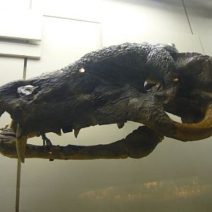 Titanophoneus potens skull