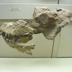 Ulemosaurus svijagensis skull