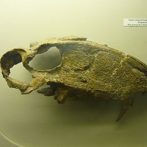 Adult Biarmosuchus tener skull