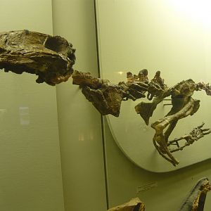 Juvenile Biarmosuchus tener