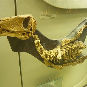 Juvenile Biarmosuchus tener