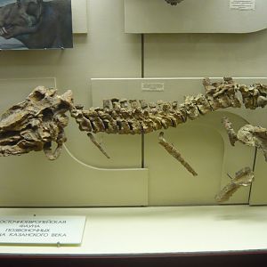 Juvenile Estemmenosuchus uralensis skeleton
