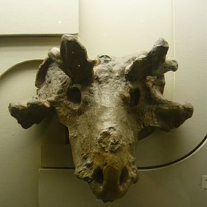 Estemmenosuchus mirabilis skull