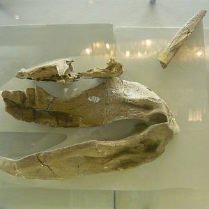 Permian shark skull and dorsal spine