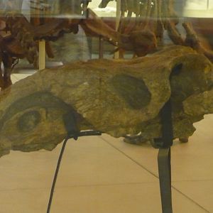 Inostrancevia deformed skull