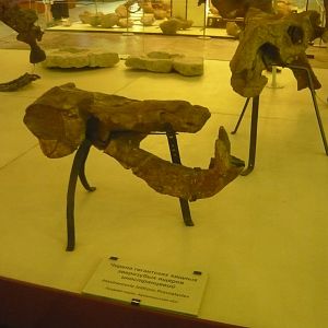 Inostrancevia deformed skulls